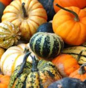 Gourds